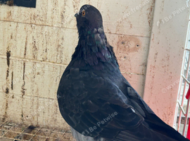 German tippler male
