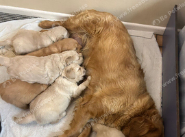 Golden Retriever puppies for sale