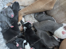 12 gorgeous cross puppies for sale. Dad was pedigree blue/white border collie. Mum is Italian bullmastiff/French mastiff