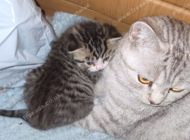 Beautiful British shorthair cross kittens