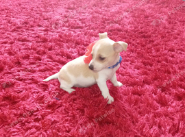 Chihuahua x goods with kids