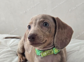 Dapple Miniature Dachshund