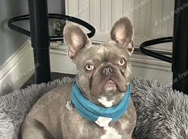 French bulldog bitch