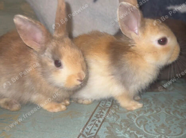 Rex lop ear mix