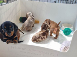 lovely miniature dachshunds puppies for sale