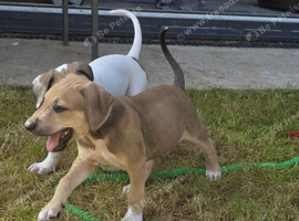 2 pups to go, available now