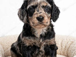 Stunning F1 Cockapoo Puppies!