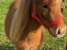 Super Tiny 7hh Mini Shetland Gelding For Sale