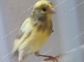 RAZA CANARIES
