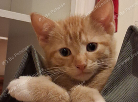 Mainecoon X reduced 2 girls 1 ginger boy
