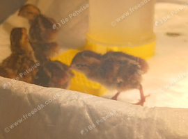 Baby northerns bobwhites