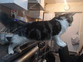 4 beautiful main coon mix kittens