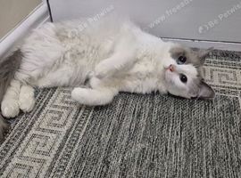 Beautiful Female Ragdoll Looking for a Loving Home
