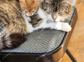 Beautiful kittens available