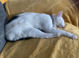 Male nurtured cat