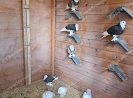 West of england tumblers young birds, show type
