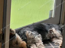 Yorkshire Terrier Boy