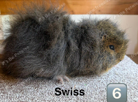 Swiss Boar