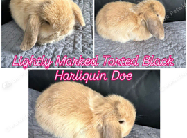 3 baby mini lops