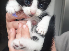 Stunning kittens