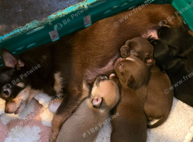 Adorable chihuahua puppies ready for ther forever home