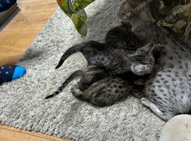 Savannah kittens for sale