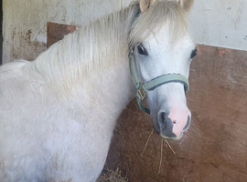 Sec a colt yearling