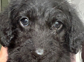Stunning fluffy boy f1 Doxiepoo