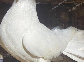 Beautiful fantail pigeons