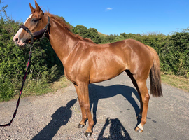 16hh 6yo French thoroughbred