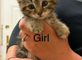 Beautiful kittens