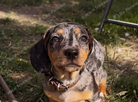 Brandie - miniature dachshund