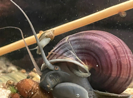 Blue and purple mystery snails aquatic snails