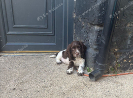 Cocker spaniels