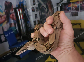 Red tail hypo