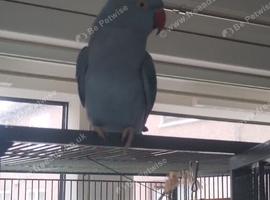 Ringneck parrot