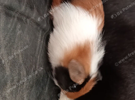 X2 American boar guinea pigs