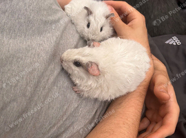 4 Male guinea pigs 9 weeks old