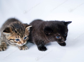 Adorable Kittens Looking for Loving Homes &ndash; &pound;30 Each