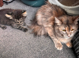 Half ragdoll kittens