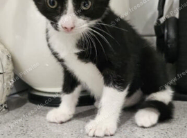 Kitten