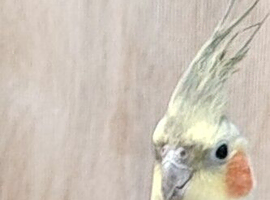 Lovely cockatiel with cage