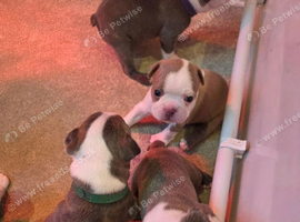 Gorgeous Boston Terrier Puppies-3 girls available from the litter