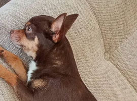 Teacup female chihuahua