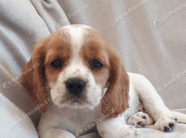 Super Cockalier Pups - Ready Now - Health Tested Parents