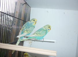 Baby budgies ready for new homes