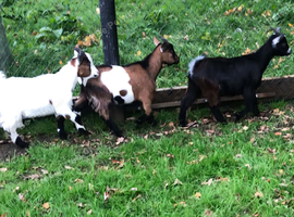 Pygmy Kids