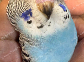 Young Budgies