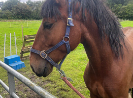 Stunning Welsh cross