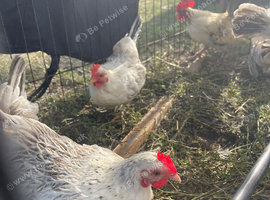 Starter Seramas..4 hens & a cock